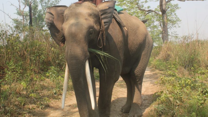 हात्तीको आक्रमणबाट एक जनाको मृत्यु