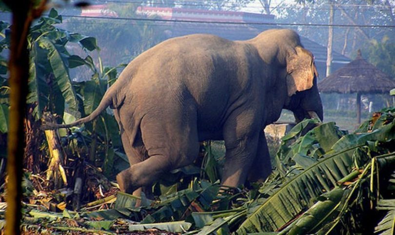 हात्ती नियन्त्रणको प्रयास असफल