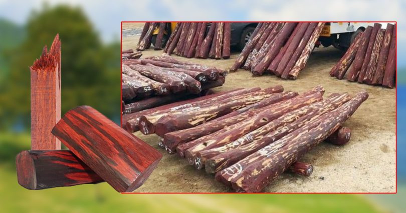 सत्र वर्षदेखि वन कार्यालयमै थन्कियो रक्तचन्दन