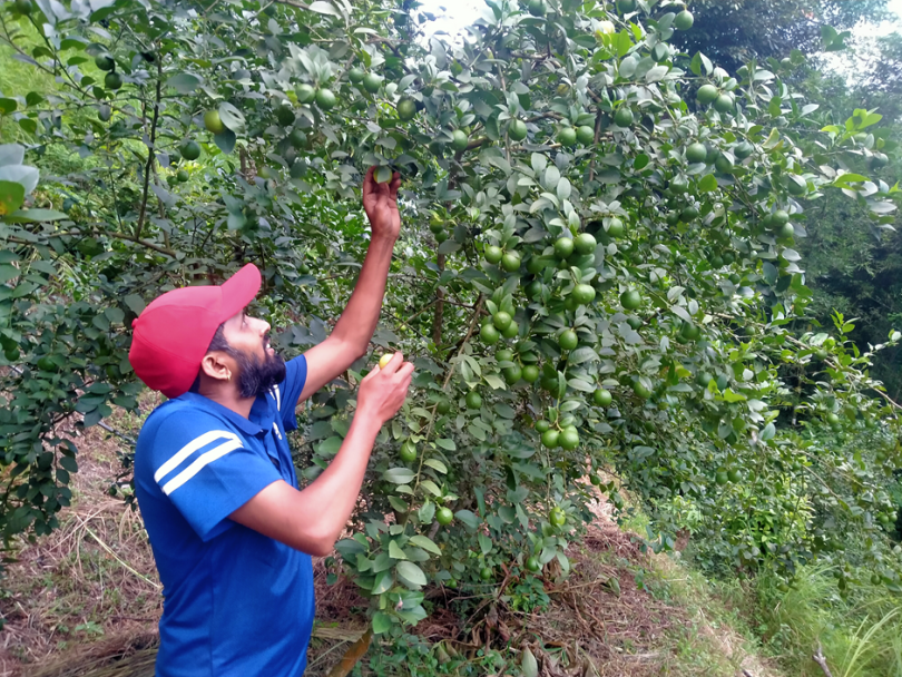बाँझिएकोे जमिनलाई फाँडेर रहरलाग्दो कागतीखेती