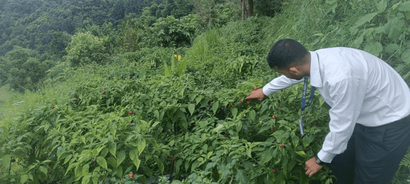 ऋषिङमा २५ जना किसानद्वारा अकबरेखेती