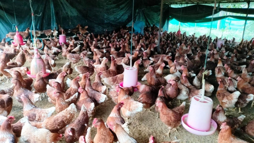 सफल कुखुरा पालकका रूपमा परिचित झलारीका रेवन